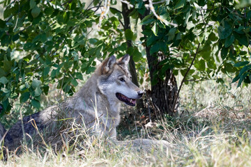 gray wolf canis lupus