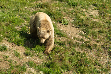 Fototapeta premium Der Braunbär