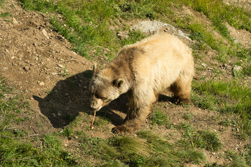 Der Braunbär