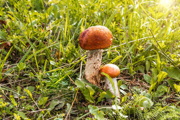 two mushrooms grow side by side in the green grass, the sun is shining