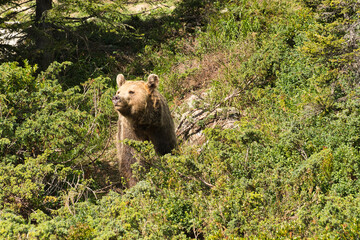 Der Braunbär