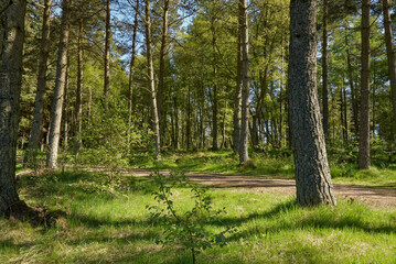 Looking over a woodland Path at Crombie Park, one of Scotlands Nature Reserves near Dundee in Angus, Scotland.