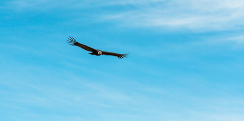 Panorama of an Andean Condor (Vultur Gryphus) in flight with copy space, Colca Canyon, Arequipa, Peru.