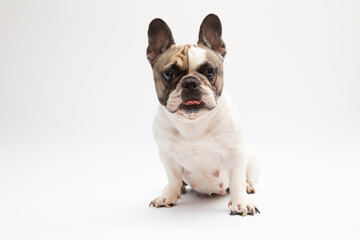 French bulldog in front of a white background
