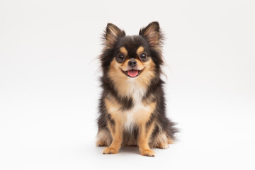 black and tan cream long coated chihuahua isolated over white background - obrazy, fototapety, plakaty