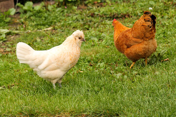 Ein weisses und braunes Huhn in der grünen Wiese