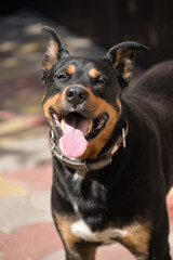 happy facial expressions of the dog's face, running around the yard on a summer day