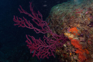 Fototapeta na wymiar Purple Gorgonian (Paramuricea clavata) in Mediterranean Sea
