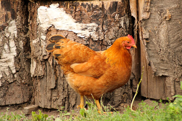 Ein braunes Huhn steht im grünen Gras vor Holsstämmen