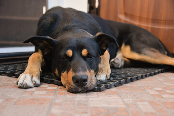 the dog lies and dozes at the open door, but at the same time guards the entrance to the house from intruders