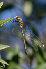 Willow emerald damselfly or Western willow spreadwing (Chalcolestes viridis, formerly Lestes viridis)