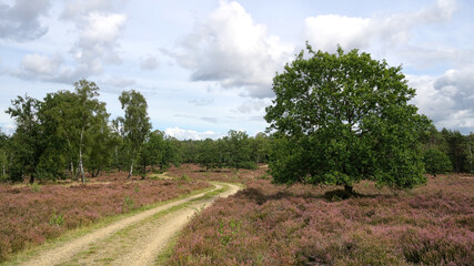 Obraz premium Schneverdingen - Lüneburger Heide, Osterheide, Niedersachsen, Deutschland, Europa