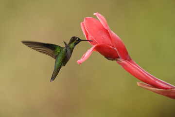Talamanca hummingbird is flying feeding nectar from red flower © PetrDolejsek