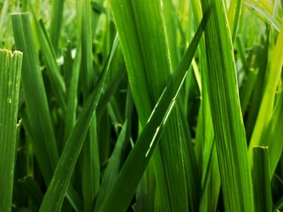 Macros of green grass