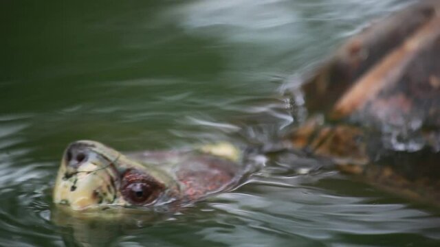 Freshwater turtle head in a pond