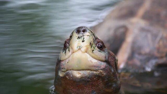 Freshwater turtle head in a pond
