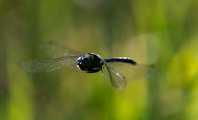dragonfly on a leaf