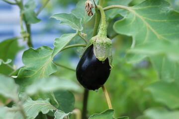 Aubergine, wachsende Aubergine, kleine Aubergine