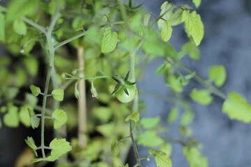 Obraz na płótnie Canvas grüne Tomaten auf Zweigen