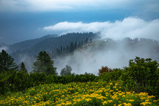 landscape with flowers cloudy day mountains and trees - siri paye medows 