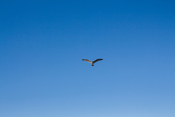 seagull soars in the sky above the sea