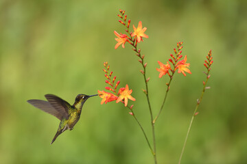 Talamanca hummingbird is flying feeding nectar from orange flower