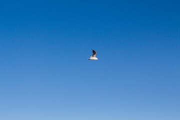 seagull soars in the sky above the sea