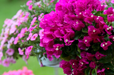 Purple bougainvillea blooming with pink petunia in garden