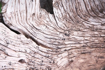 Wood old texture abstract nature for background