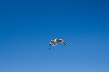 Obraz premium seagull soars in the sky above the sea