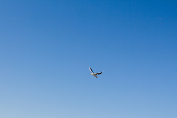 seagull soars in the sky above the sea