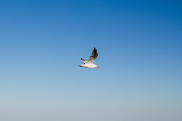 seagull soars in the sky above the sea