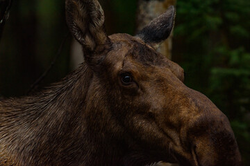 close portrait of a moose