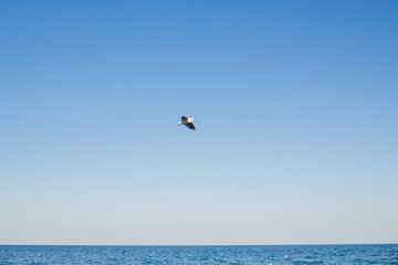 seagull soars in the sky above the sea