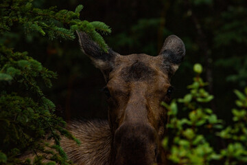 Fototapeta na wymiar close portrait of a moose