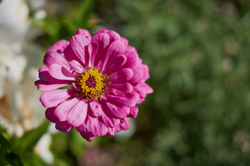Obraz premium on a vast green field grow fragrant summer red flowers