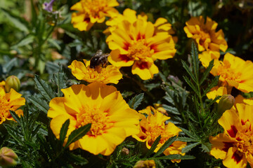 nature summer garden flowers lilies yellow