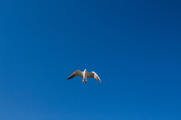 seagull soars in the sky above the sea