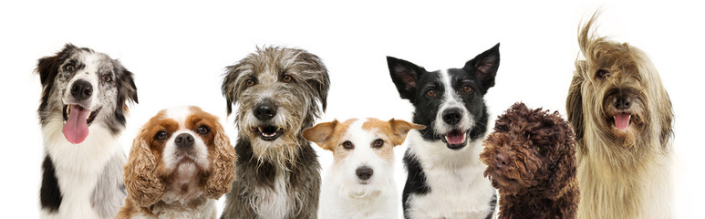 banner group seven dogs breeds, cavalier, jack russell, sheepdog and border collie, poodle for web side. isolated on white background.
