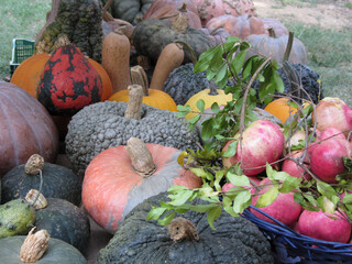 Diverse assortment of pumpkins and pomegranate basket at market place . Autumn harvest