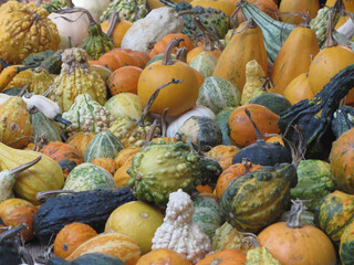 Diverse assortment of pumpkins at market place . Autumn harvest