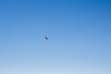 Naklejka na ściany i meble seagull soars in the sky above the sea