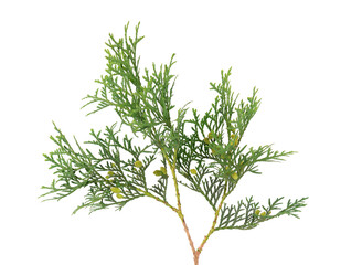 Arborvitae branch, isolated on white background. Green thuja sprig.