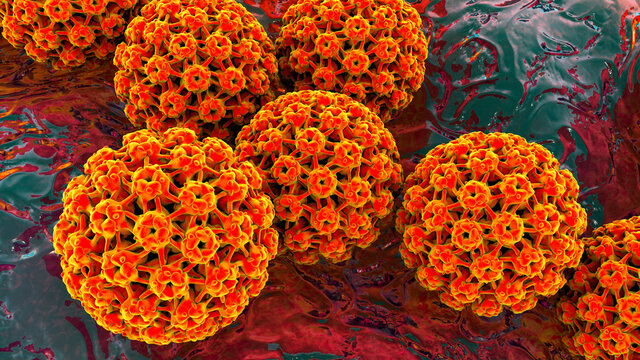 Human papillomavirus, a virus which causes warts