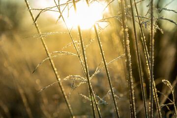 grass in the morning sun