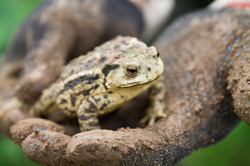 big green Toad sitting in man hands