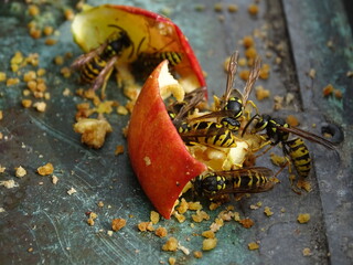 Hungrige Wespen fallen über ausgelegte Apfelstücke  her