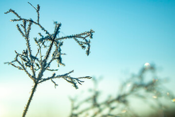 grass against the sky