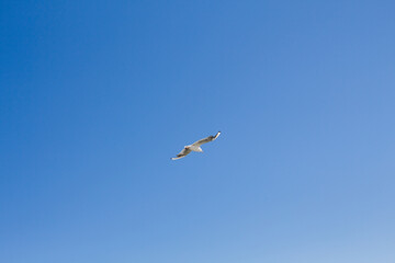 Fototapeta na wymiar seagull soars in the sky above the sea