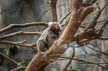 Primate is climbing on a tree